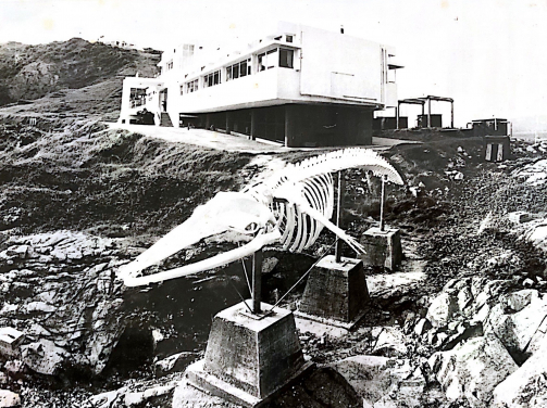 圖十四、鯨骨自1990 年太古海洋科學研究所成立以來便屹立於其旁側的海岸。